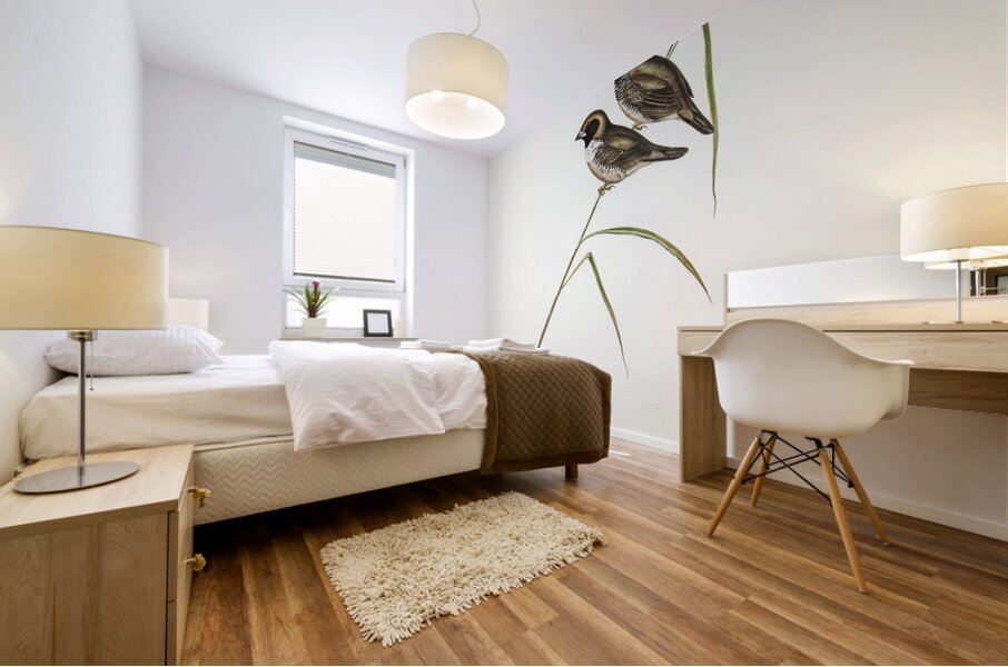 White-breasted Finch Donacola pectoralis illustrated by Elizabeth Gould 1804–1841 for John Gould’s 1804-1881 Birds of Australia  Mural print