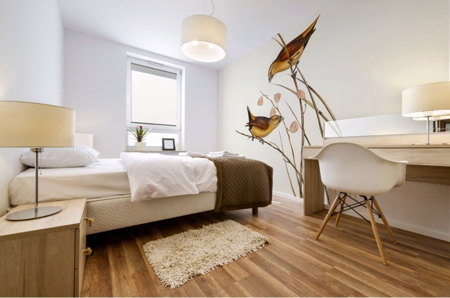 Yellow-rumped Finch Donacola flaviprymna Gould illustrated by Elizabeth Gould 1804–1841 for John Gould’s 1804-1881 Birds of Australia  Mural print