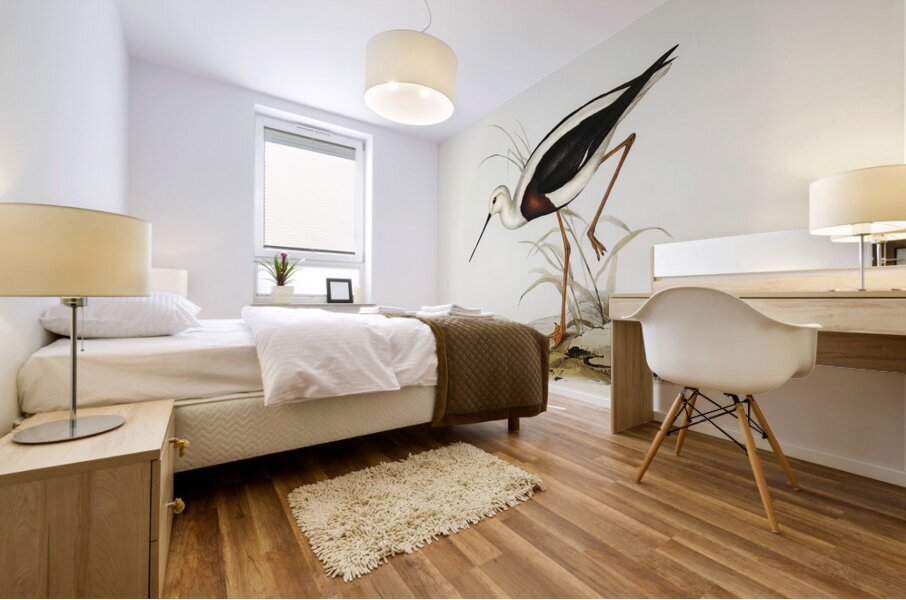 Banded Stilt Chladorhynchus pectoralis illustrated by Elizabeth Gould 1804–1841 for John Gould’s 1804-1881 Birds of Australia  Mural print