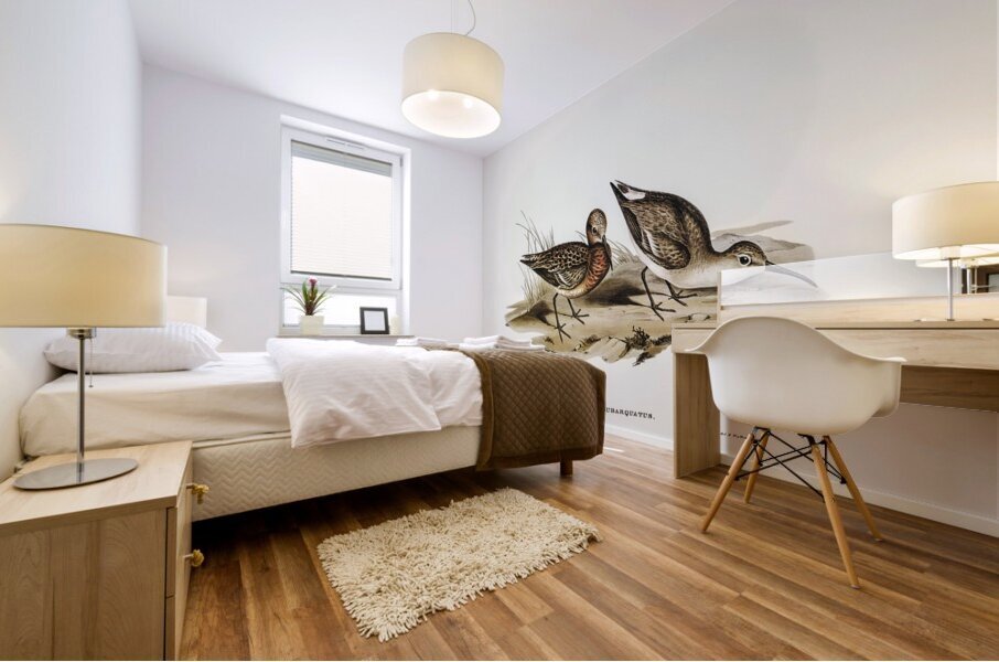 Curlew Sandpiper Schoeniclus subarquatus illustrated by Elizabeth Gould 1804–1841 for John Gould’s 1804-1881 Birds of Australia  Mural print