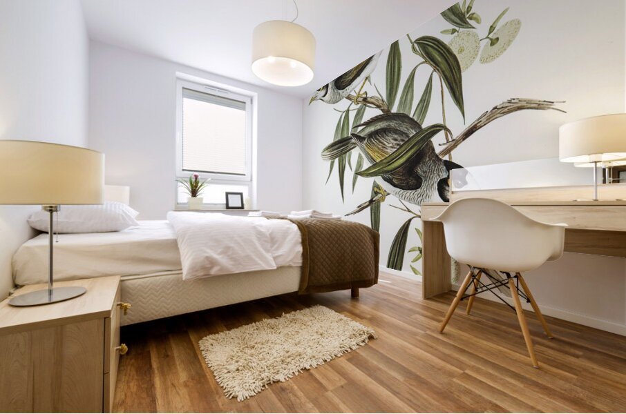 Garrulous Honey-eater Myzantha garrula illustrated by Elizabeth Gould 1804–1841 for John Gould’s 1804-1881 Birds of Australia  Mural print