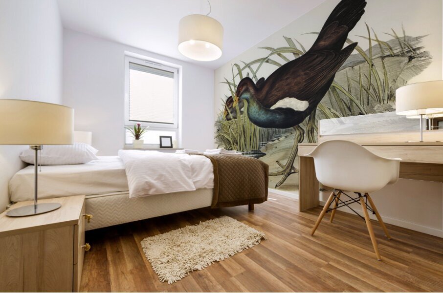 Australian Wild Duck Anus superciliosa illustrated by Elizabeth Gould 1804–1841 for John Gould’s 1804-1881 Birds of Australia  Mural print