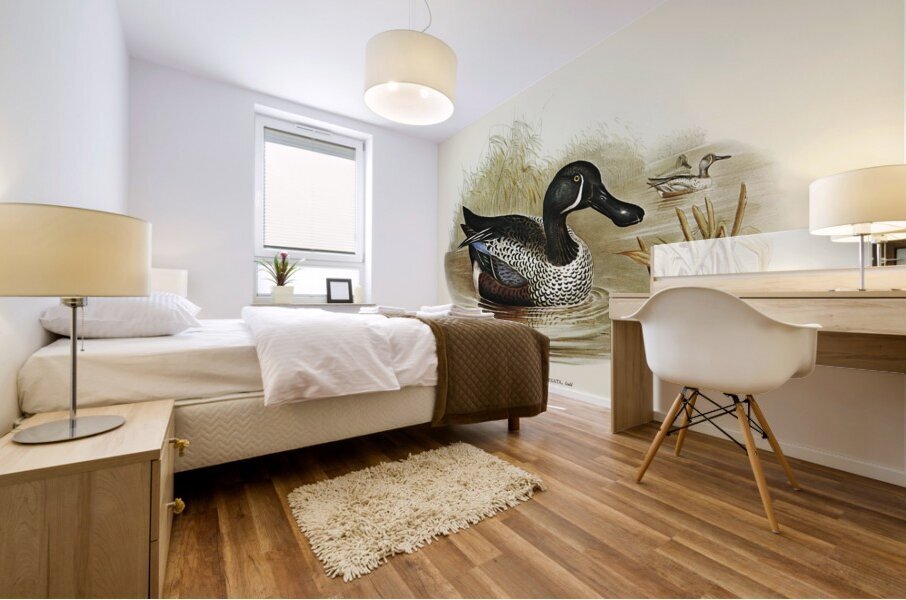 Variegated Shoveller Spatula Variegata illustrated by Elizabeth Gould 1804–1841 for John Gould’s 1804-1881 Birds of Australia  Mural print