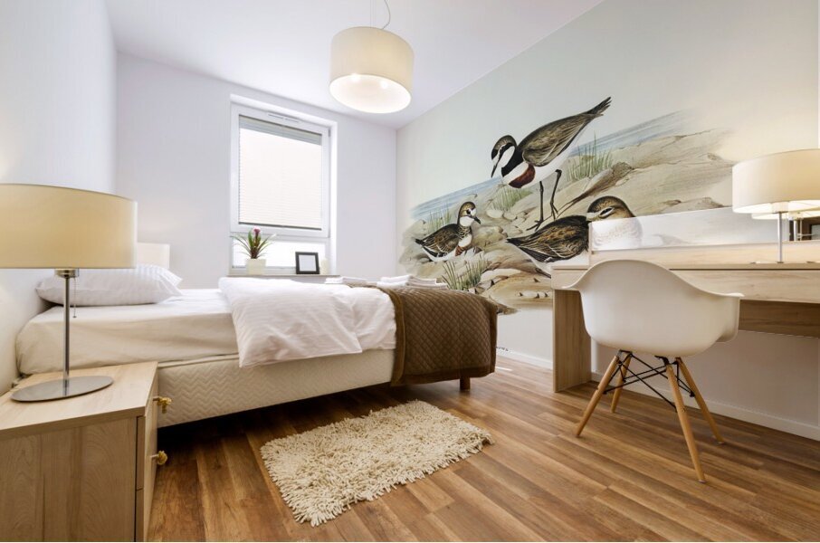 Double-banded Dottrel Hiaticula bicincta illustrated by Elizabeth Gould 1804–1841 for John Gould’s 1804-1881 Birds of Australia  Mural print