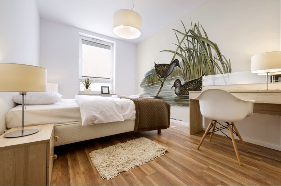 Spotted Water Crake Porzana fluminea illustrated by Elizabeth Gould 1804–1841 for John Gould’s 1804-1881 Birds of Australia  Mural print