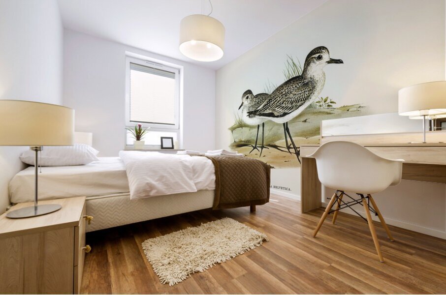 Grey Plover Squatarola Helvetica illustrated by Elizabeth Gould 1804–1841 for John Gould’s 1804-1881 Birds of Australia  Mural print