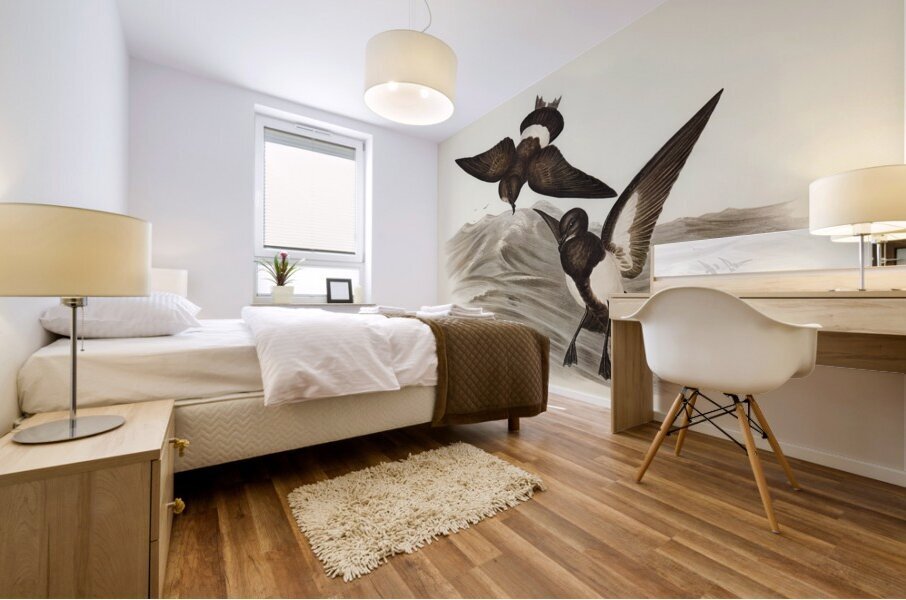 Black-bellied Storm Petrel Thalassidroma melanogaster illustrated by Elizabeth Gould 1804–1841 for John Gould’s 1804-1881 Birds of Australia  Mural print