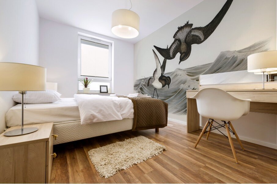 Grey-backed Storm Petrel Thalassidroma Nereis illustrated by Elizabeth Gould 1804–1841 for John Gould’s 1804-1881 Birds of Australia  Mural print