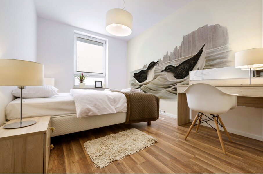 Diving Petrel Puffinuria Urinatrix illustrated by Elizabeth Gould 1804–1841 for John Gould’s 1804-1881 Birds of Australia  Mural print