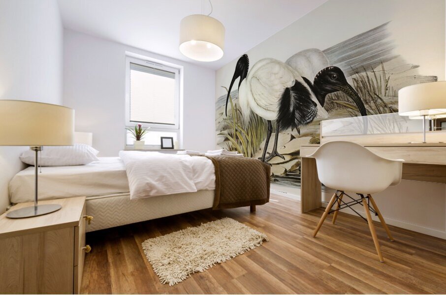 White Ibis Threskiornis strictipennis illustrated by Elizabeth Gould 1804–1841 for John Gould’s 1804-1881 Birds of Australia  Mural print