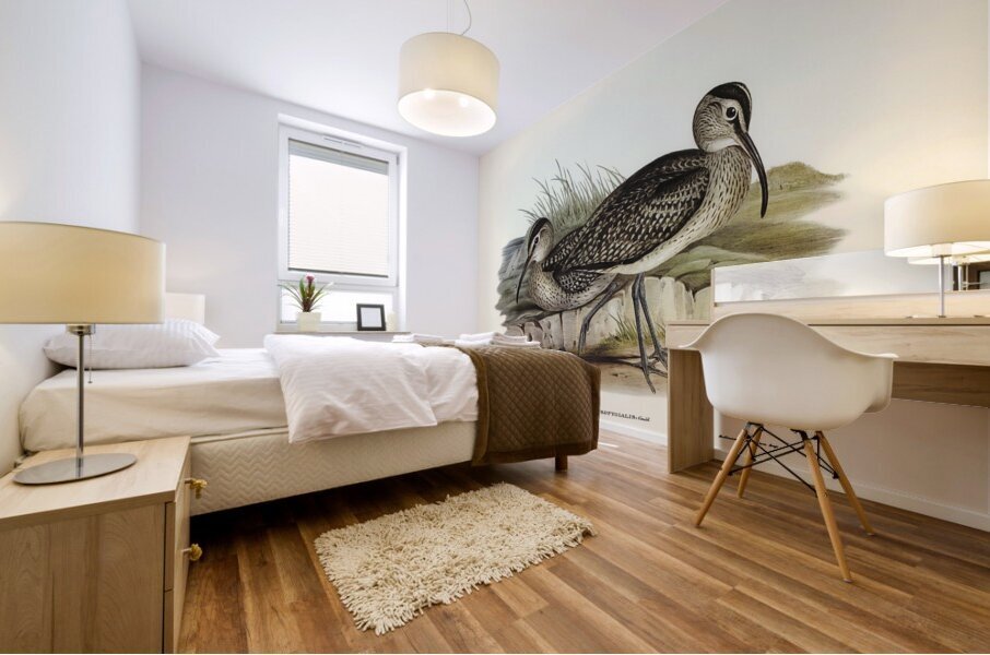 Australian Whimbrel Numenius uropygialis illustrated by Elizabeth Gould 1804–1841 for John Gould’s 1804-1881 Birds of Australia  Mural print