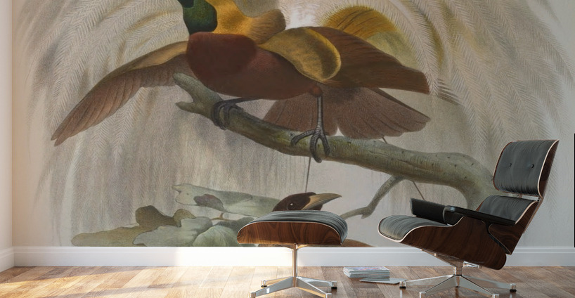 Paradisea minor 1873 Wall Murals