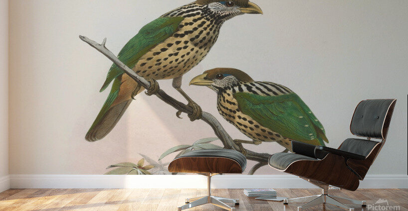 Ailuraedus buccoides 1873 Wall Murals