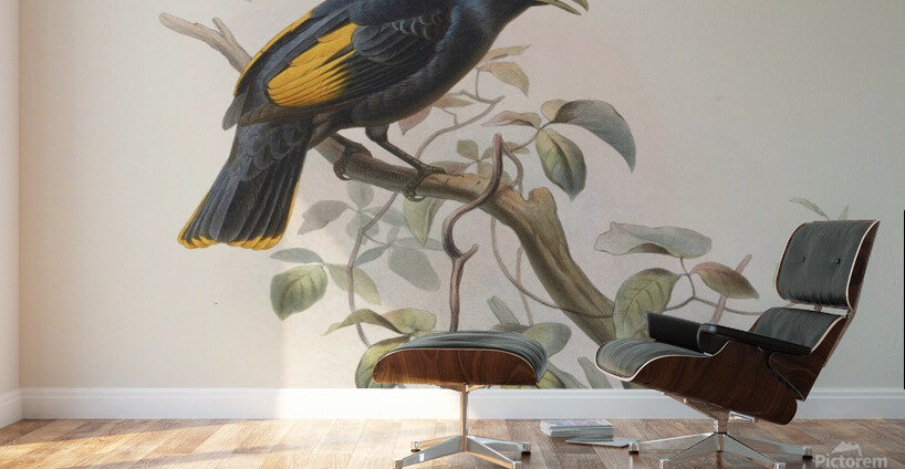 Ptilonorhynchus Rawnsleyi 1873 Wall Murals