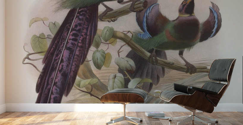 Epimachus Ellioti 1873 Wall Murals