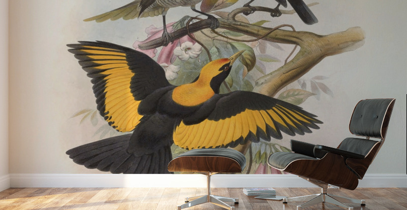 Sericulus melinus 1873 Wall Murals