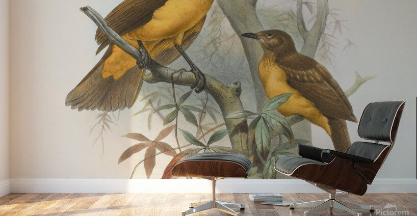 Chlamydodera xanthocastra 1873 Wall Murals