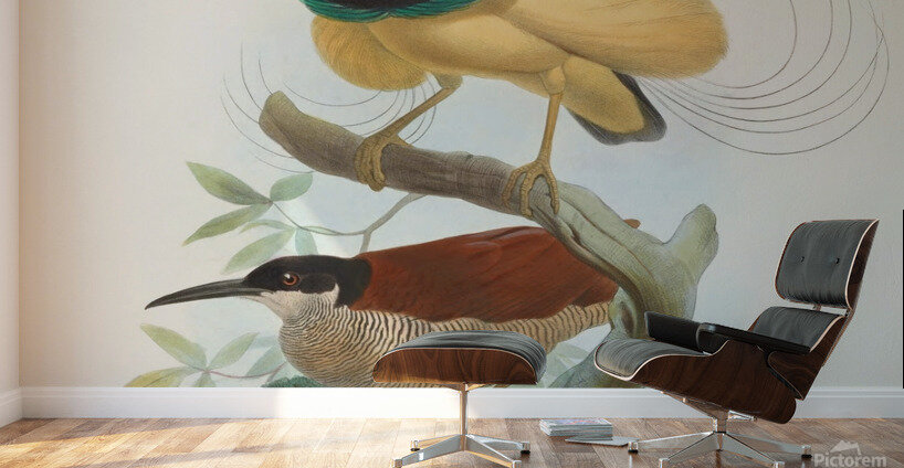 Seleucides alba 1873 Wall Murals