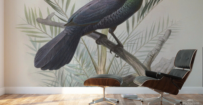 Manucodia atra 1873 Wall Murals