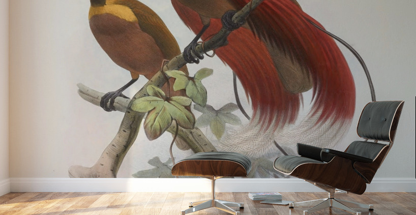 Paradisea sanguinea 1873 Wall Murals