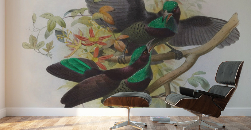 Ptiloris Victorie 1873 Wall Murals