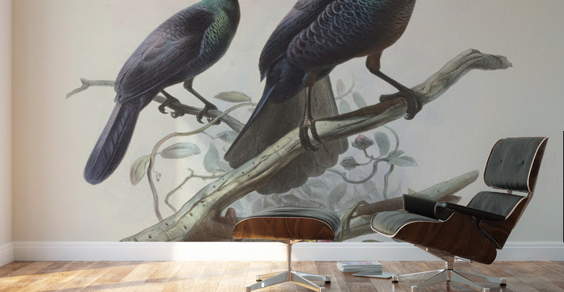 Manucodia chalybeus 1873 Wall Murals