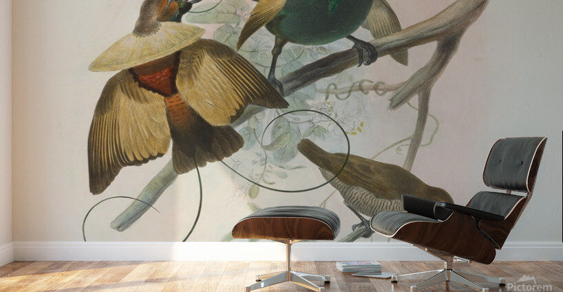 Diphyllodes speciosa 1873 Wall Murals