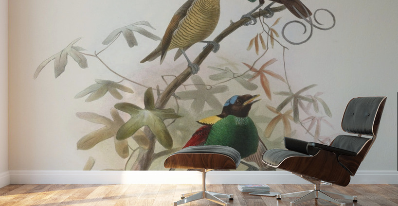 Diphyllodes respublica 1873 Wall Murals