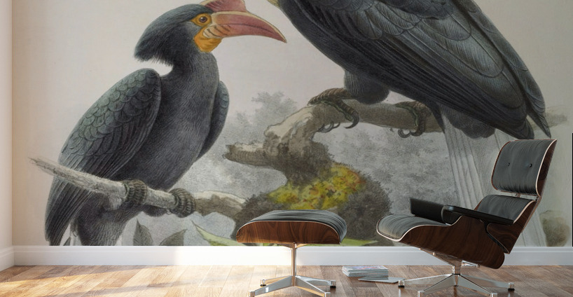 Cranorrhinus leucocephalus 1882 Wall Murals