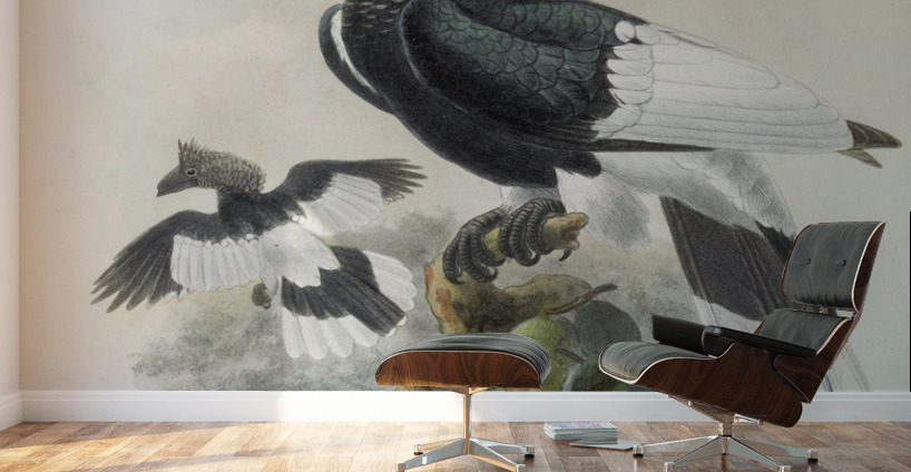 Bycanistes subcylindricus 1882 Wall Murals