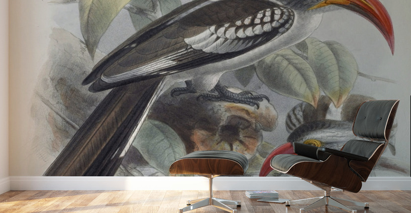 Tockus erythrorhynchus 1882 Wall Murals