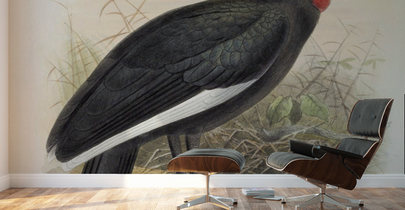 Bucorvus cafer 1882 Wall Murals