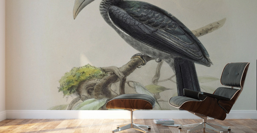 Tockus hartlaubi 1882 Wall Murals