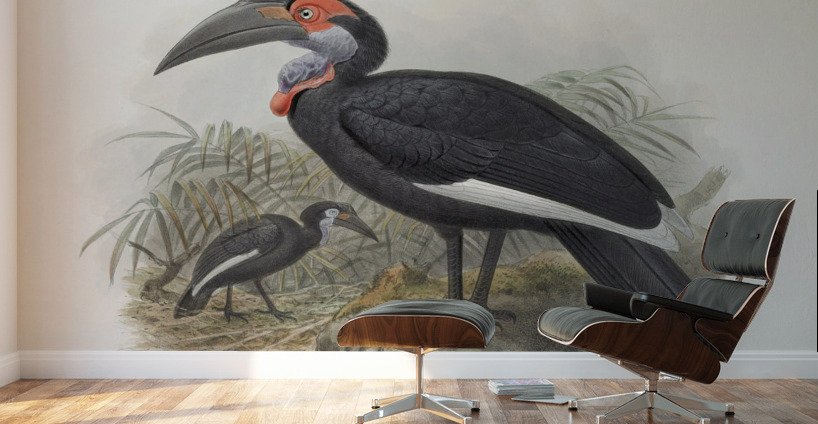 Bucorvus pyrrhops 1882 Wall Murals