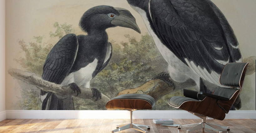 Bycanistes buccinator 1882 Wall Murals