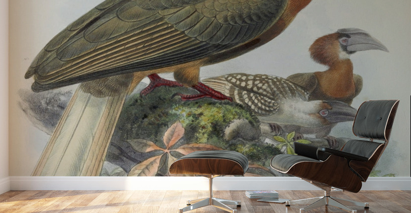Hydrocorax semigaleatus 1882 Wall Murals