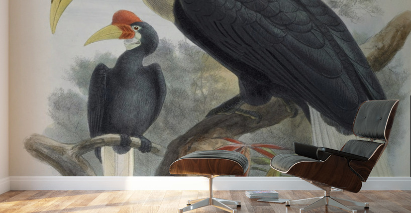 Cranorrhinus cassidix 1882 Wall Murals