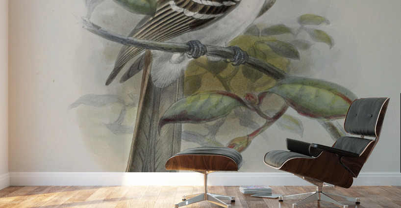 Tockus camurus 1882 Wall Murals