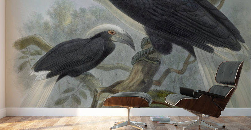 Anorrhinus comatus 1882 Wall Murals