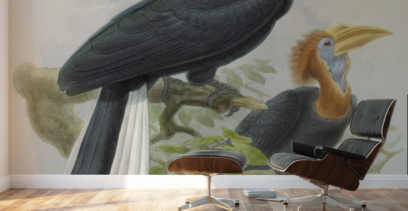 Ceratogymna elata 1882 Wall Murals
