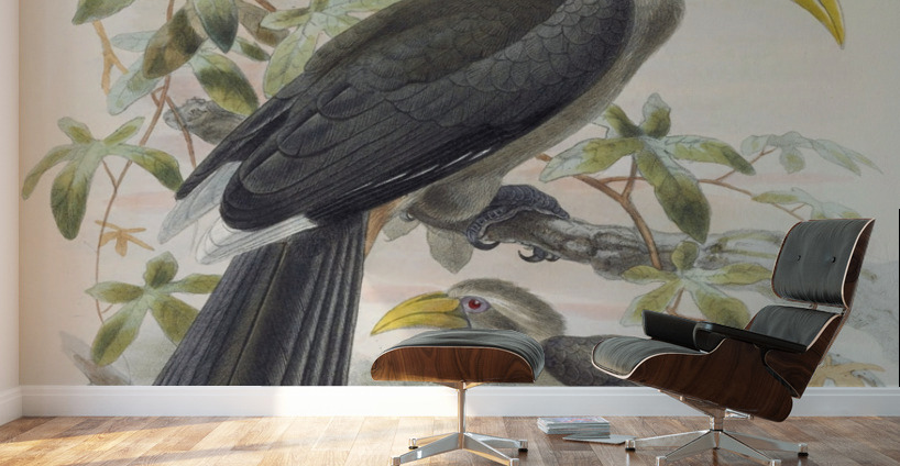 Tockus griseus 1882 Wall Murals