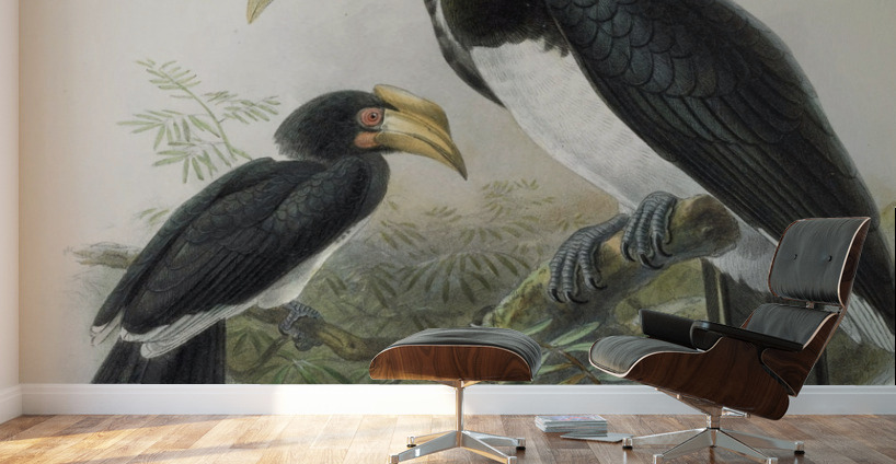 Anthracoceros malabaricus 1882 Wall Murals