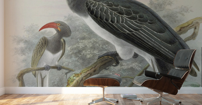 Tockus hemprichii 1882 Wall Murals