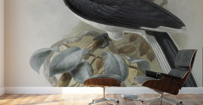 Anthracoceros convexus 1882 Wall Murals