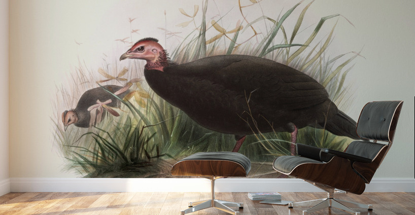 Phasidus Niger 1872 Wall Murals