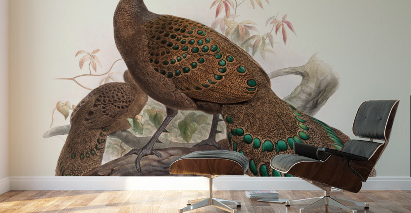 Polyplectron bicalcaratum. 1872 Wall Murals