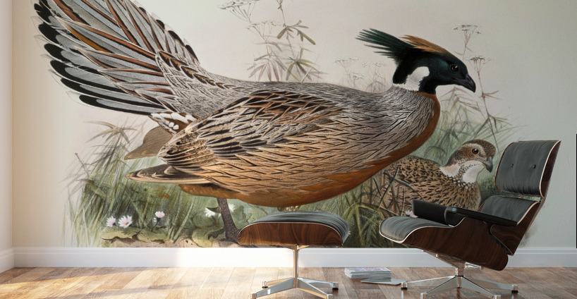 Purcasia Darwini. 1872 Wall Murals