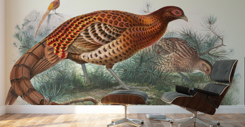 Phasianus Soemmerringii. 1872 Wall Murals