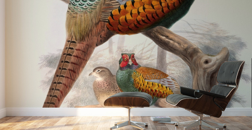 Phasianus elegans. 1872 Wall Murals