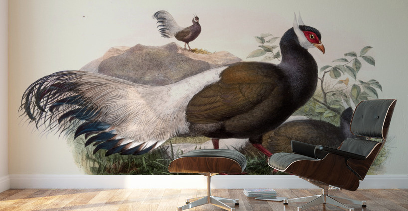 Crossoptilon mantchuricum. 1872 Wall Murals